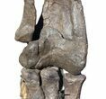 Allosaurus Leg On Custom Mount - Reduced Price #56532-5